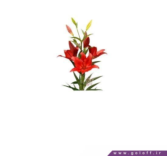 گل فروشی آنلاین - گل لیلیوم بریک اوت - Lilium | گل آف